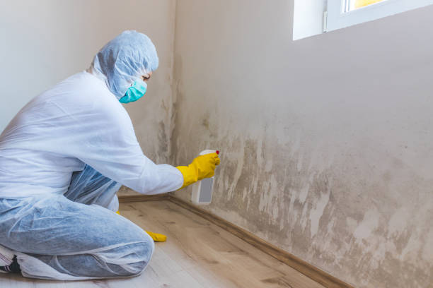 Licensed Black Mold Remediation service in Cranford, NJ - 24 Hour Mold Removal
