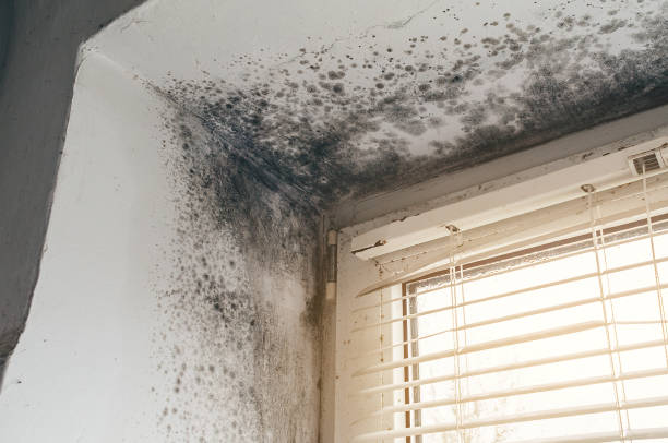 Affordable Black Mold Remediation solutions in Cranford, NJ